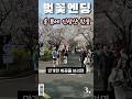올 봄에는 인생샷 제대로 건지세요 #벚꽃엔딩#벚꽃의성지#서울벚꽃
