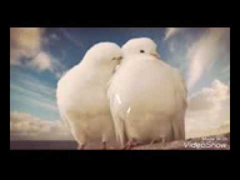 حبيبي رايح على الجيش