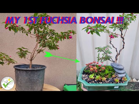 Beautiful ✅ Fuchsia bonsai project #graftingtactick #bonsai