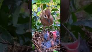 Bird feeding video Nest Box #feeding #nest #birdlife #birds #birdsnest #birdfood