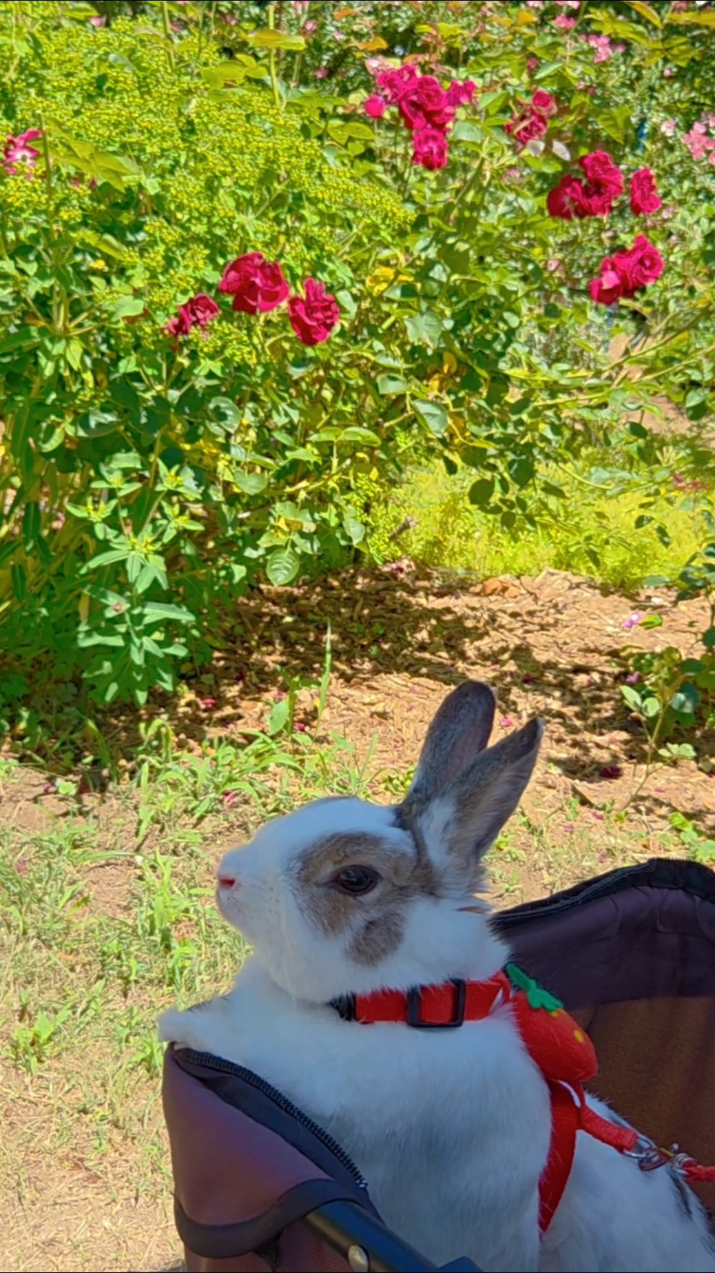 ウサギさん🐰と「つくばローズガーデン」へ♪#うさぎ#ろーずがーでん