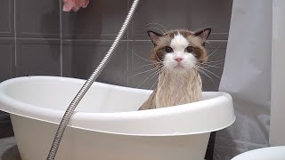 The Bathe Genius Cat Who Loves Spa