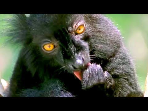 Black Lemur on Drugs? | Cousins | BBC Earth