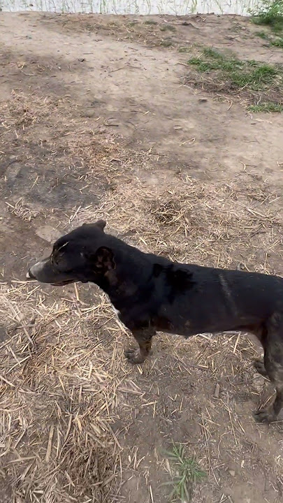 Download lagu Special guest visited #farming #animals #paddy #dog