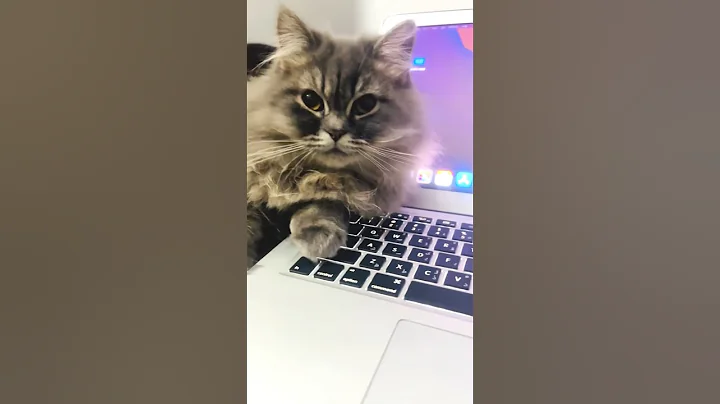 Video 11863051: persian cat, catlover funnycats, cat grooming, cat talking, cat pets, ginger cat, cute ginger cat, catlover funny