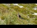 Film 36: Marlborough Red Stag Roar