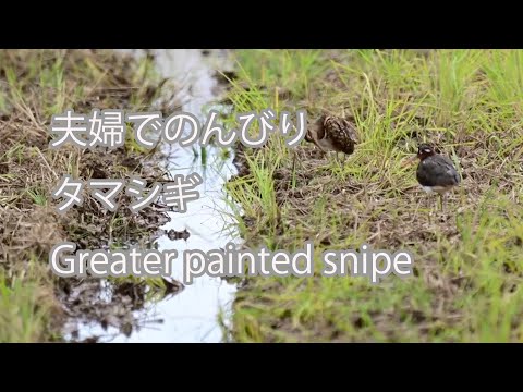 【夫婦でのんびり】タマシギ Greater painted snipe