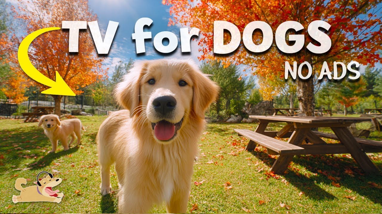 DOG TV: Best Entertaining Video for Dogs to Watch 🐶 | Anti-Separation Anxiety & Home Alone Relief