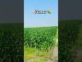 Farmer #farming #farmer #viral #viralvideo