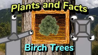 Plants and Facts | S01E03 | Birch Trees