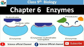 Chapter 6 Enzymes Introduction Class 9 Biology