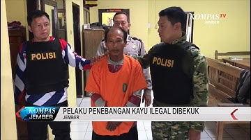 Pelaku Penebangan Kayu Ilegal Dibekuk