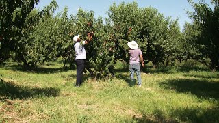 Արևշատ գյուղ