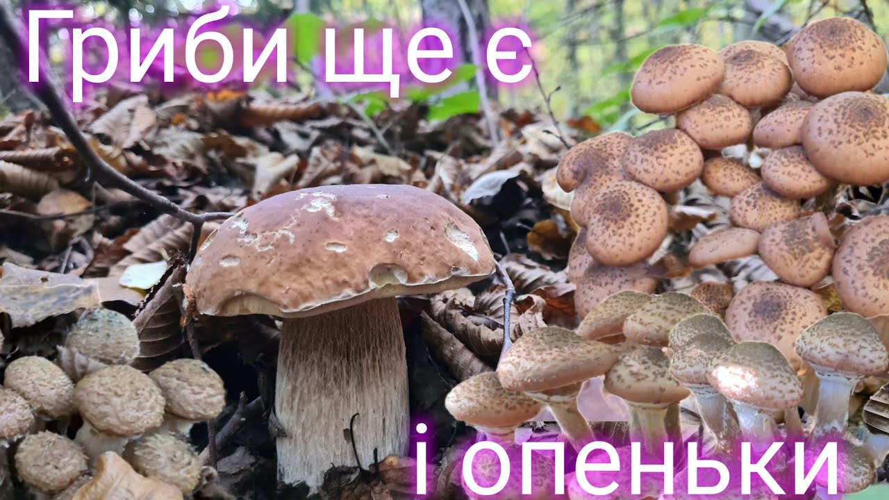 Гриби ще є, і опеньки
