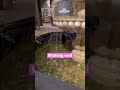 WISHING WELL ang dami ng coins