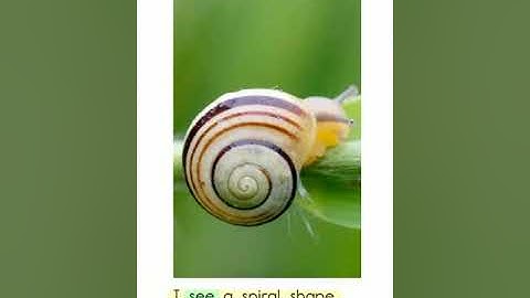 Giáo trình học tiếng anh cho Bé -  SHAPES IN NATURE - English for kid - English book