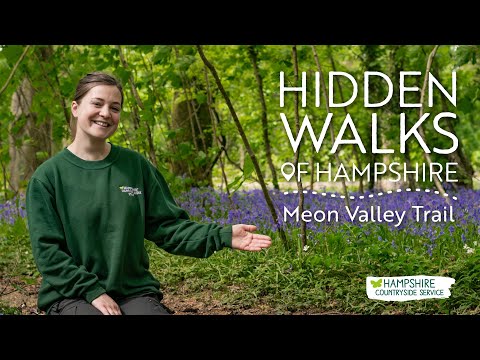 A beautiful walk among the bluebells | Hidden Walks of Hampshire #6