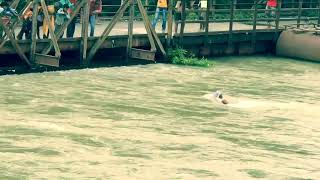 #Narhan_ bridge budhi gandak river