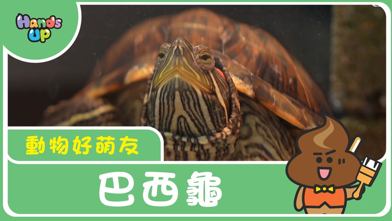 Бразильская черепаха | Милый друг-животное | Поднимите руки