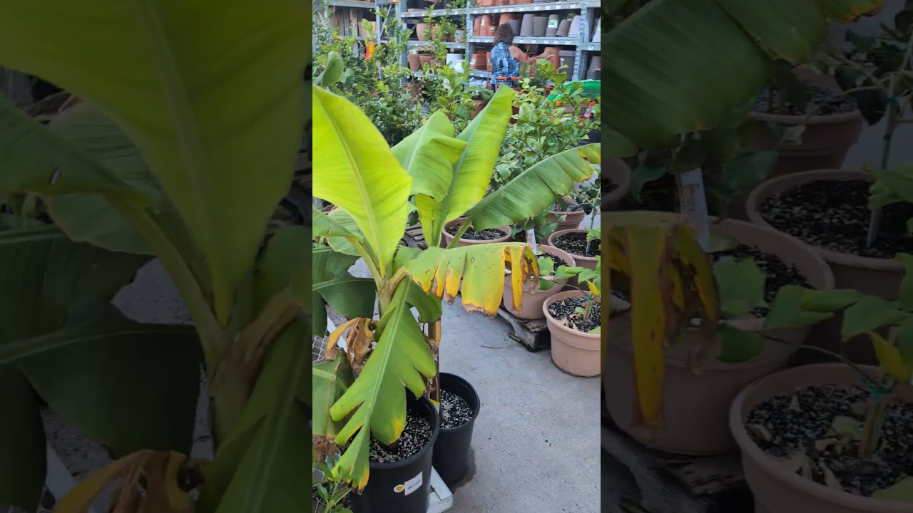 кипарисы на продажу