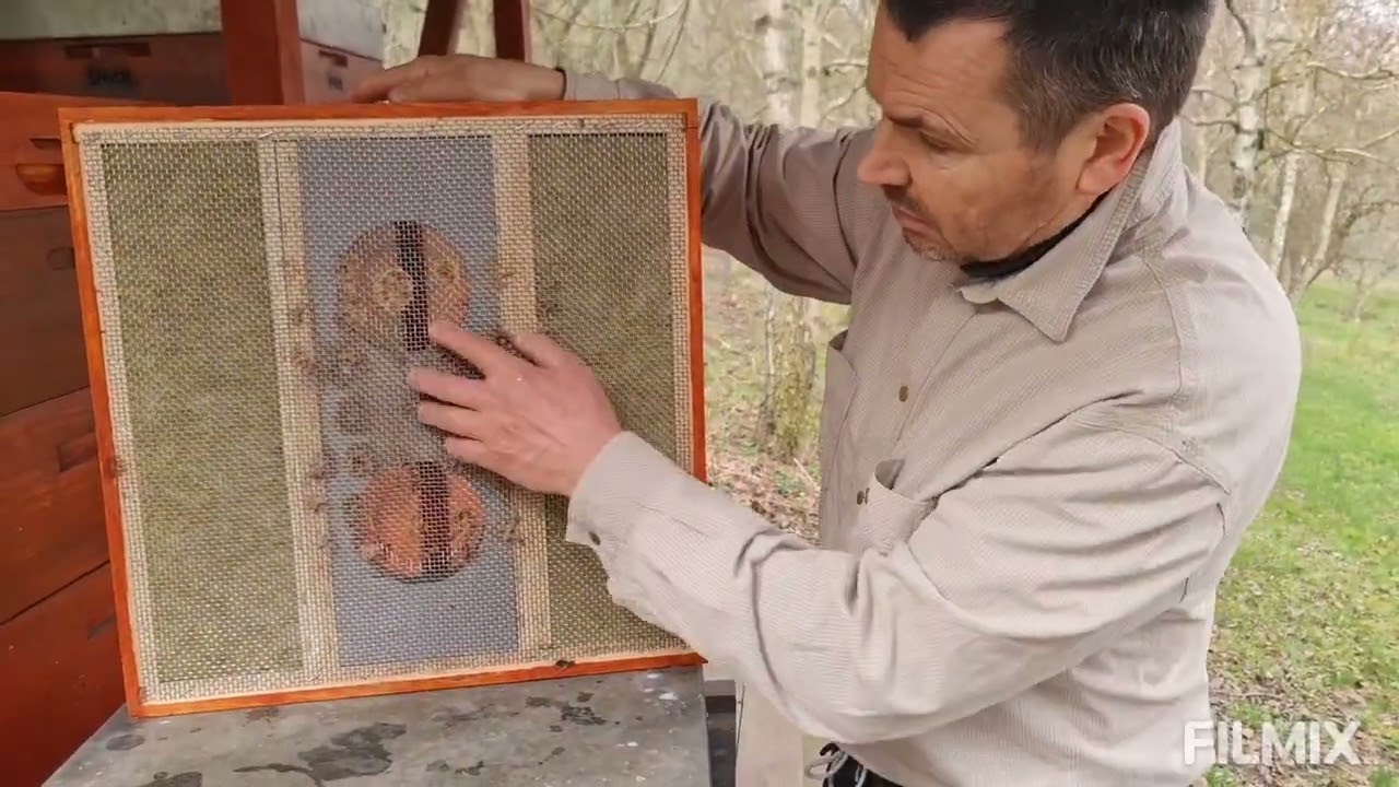 Jarní rotace nástavků, plodiště, mat. mřížka, medník, stavební rámky, mezistěny, 30.3.2024,  díl č.1