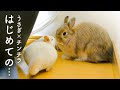ウサギとチンチラのキスシーンを目撃してしまったNo.163