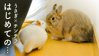 ウサギとチンチラのキスシーンを目撃してしまったNo.163