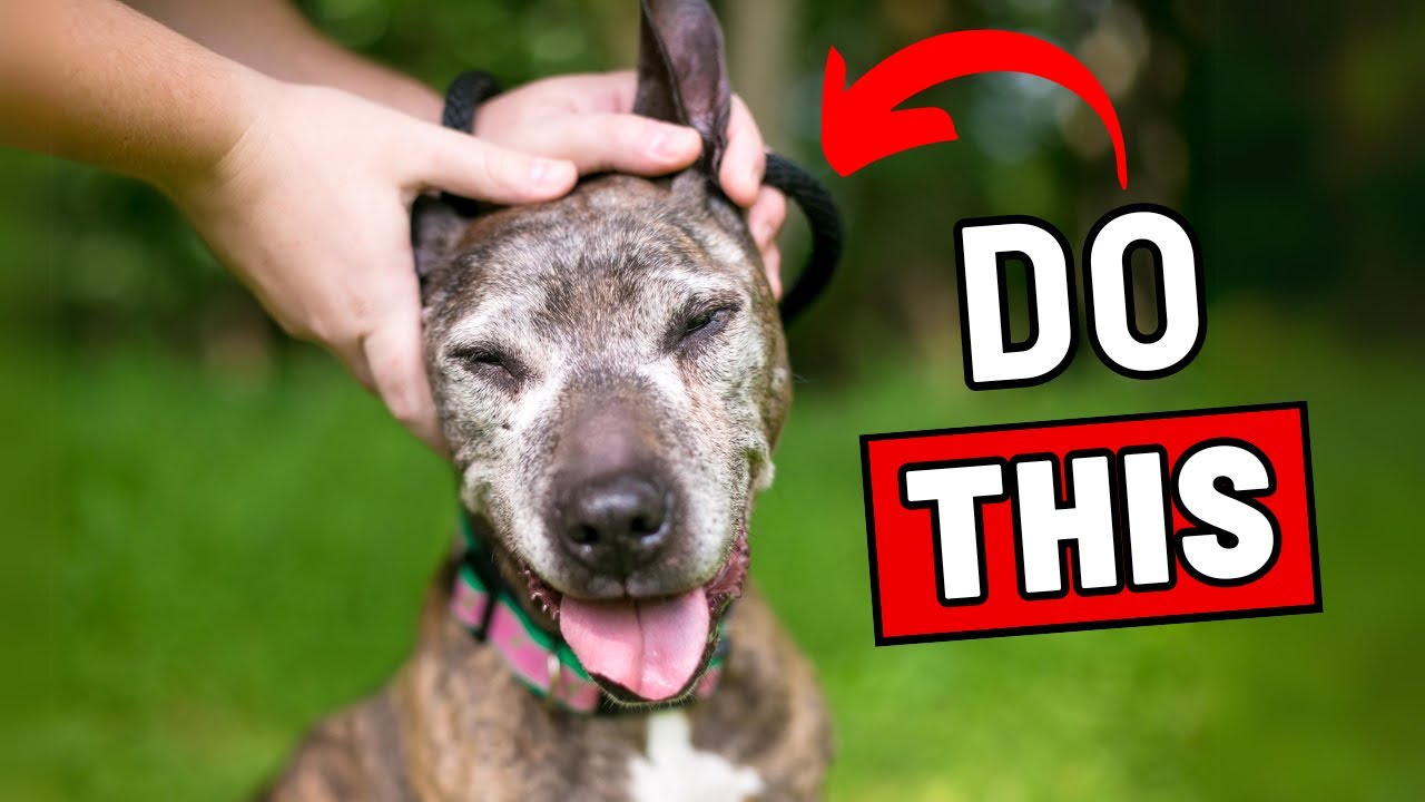 9 Ways to Tell Your Dog You Love Them (So They Can Understand) - YouTube