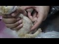 2 4-week-old kittens' have very big abdomen Pt 1