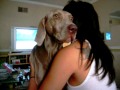 Weimaraner growl and kisses