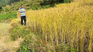 आफ्नै खेतमा धान काट्दै। सिरानचोक गोरखा। Harvesting rice in my village, Gorkha