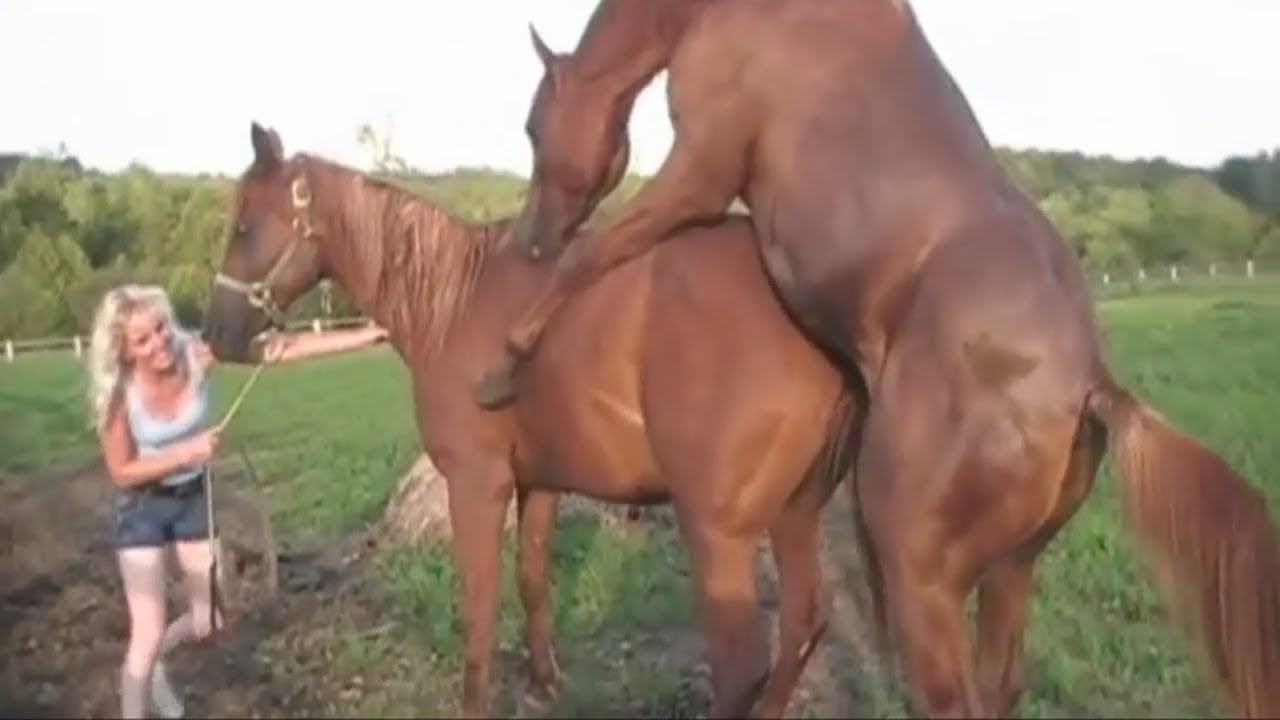 Mating youtube horse The Best