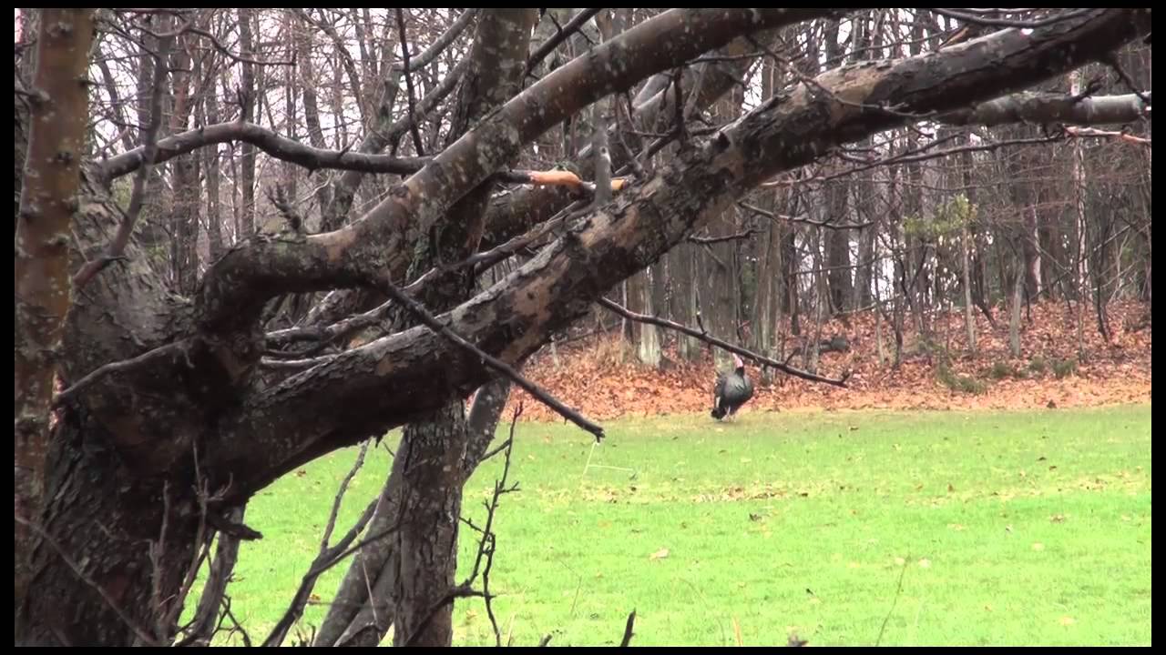 Michigan Out of Doors T.V.  