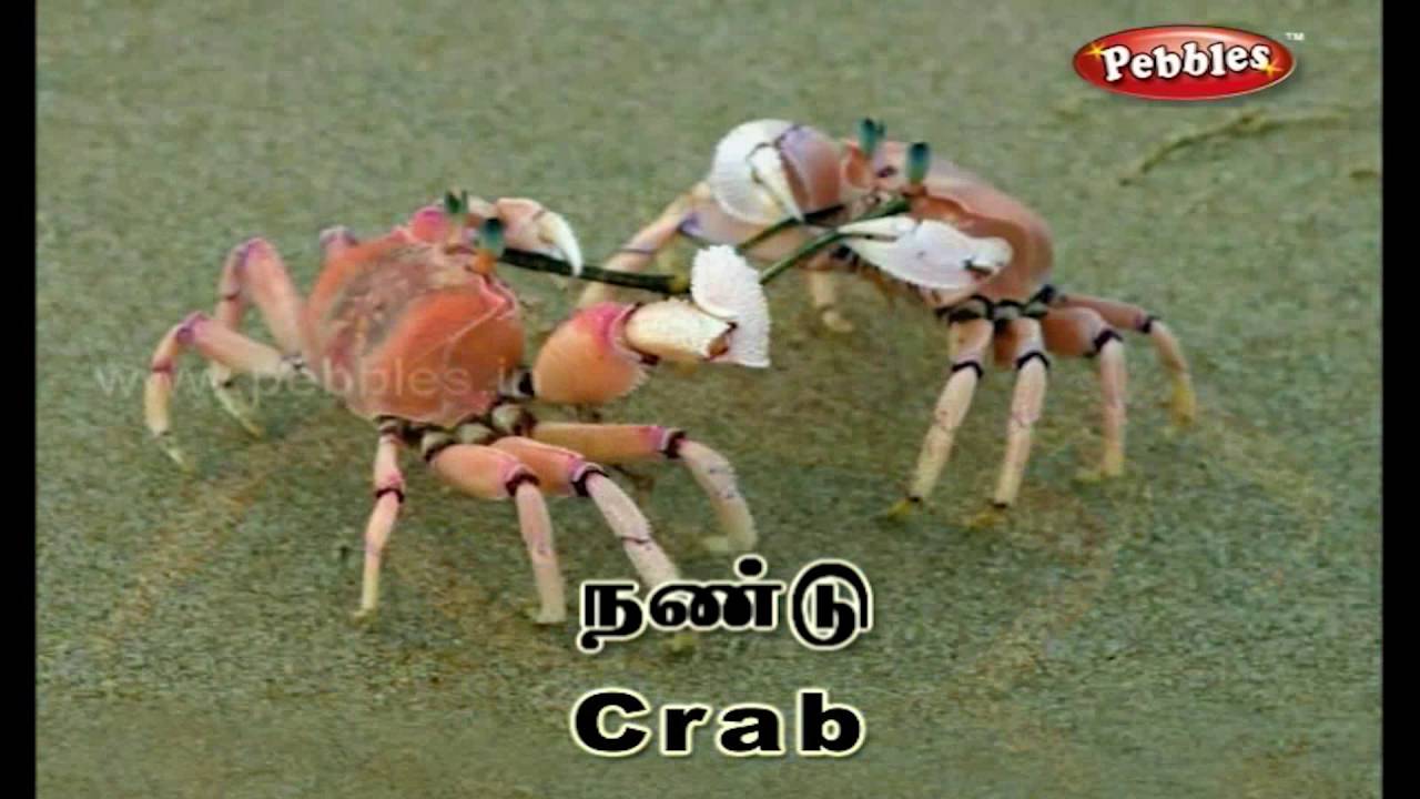 Words Sentence In Tamil Preschool Educational Videos Kids