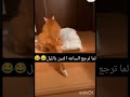 وانت راجع الساعه اثنين بالليل تتسحب Cat اكسبلور 