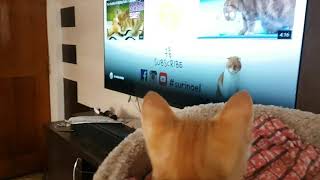 Lucky Is Watching Tv