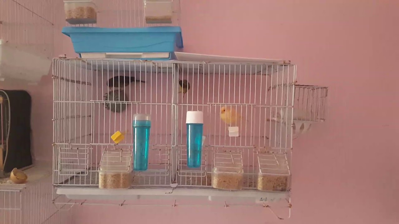 طريقة تقديم فيتامين الفيرتي فيت لتجهيز الطيور للتزاوج في اقرب وقت