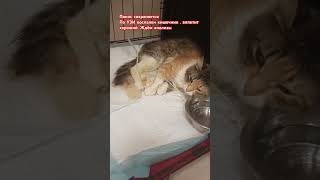За двое суток оплатили 22.624 рубля, анализы, узи, капельницы, стационар