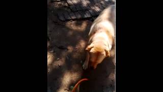 Hond loop danksy terapie