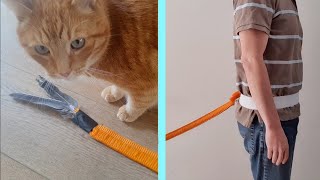 Extreme Efficiency: Life Hack saves cat owners precious time! by Alvi cat channel 1,371 views 1 year ago 2 minutes, 2 seconds