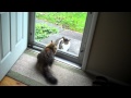 Cat Fight Through Glass Door