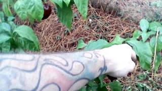 November Hot Pepper Updatechoc.bhutlah More