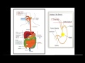 Terminology - dr. Nidal -- Gastrointestinal System (1)