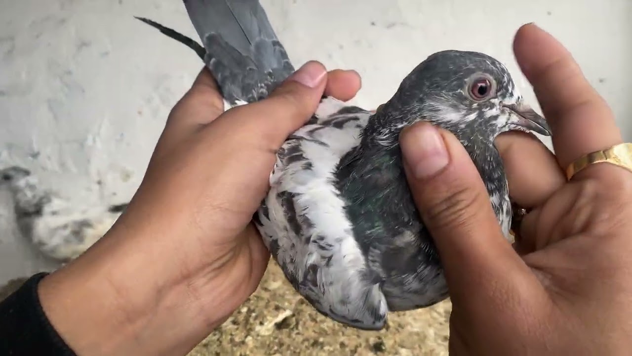 Dabwale teddy OG Bache sale delivery all over India 🕊️📦🚛PH:9622533082