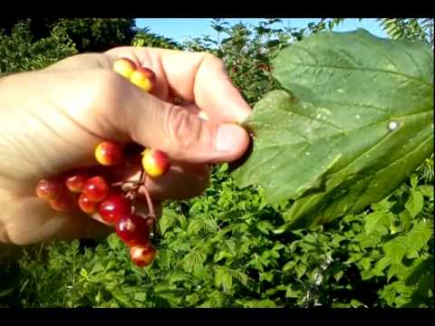 Video: Apakah viburnum opulus berry dapat dimakan?