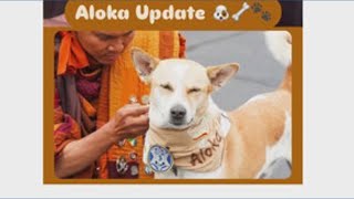 Aloka the Peace Dog out of surgery