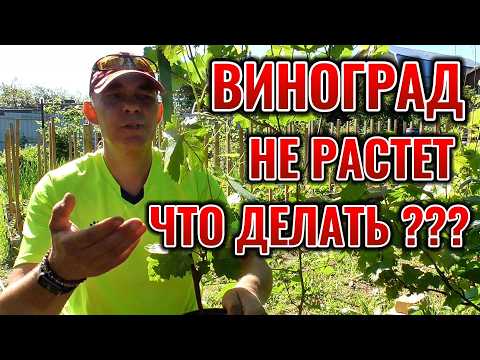 Planted GRAPES but they won't grow! How to help grape seedlings thrive?