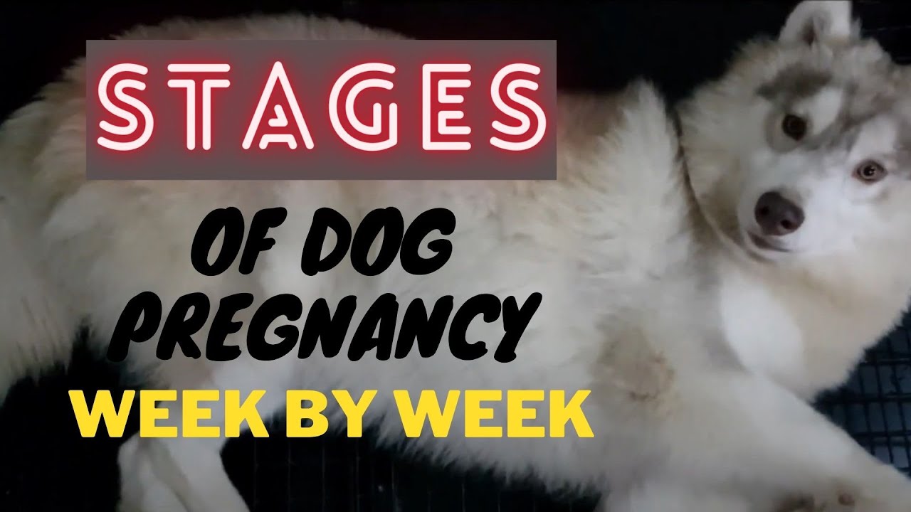 Stages Of Dog Pregnancy Week By Week 0 45 Days Pregnant Husky Miggy 