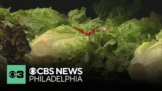 How to address your concerns about lettuce in the cyclosporiasis outbreak