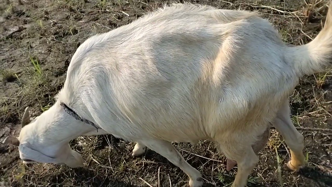 Goat in Plants ll Slow motion Video l Gaon Ke khet me Bakari Kaise khata hai Dekhe ll Subscribe 